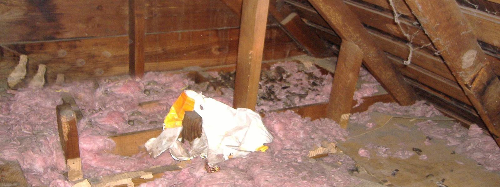 Cleaning Your Attic From Animal Droppings Cavanaughs Pest