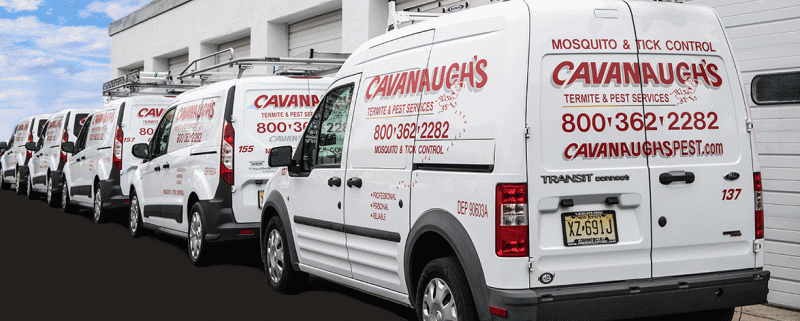 Pest Control Flemington NJ - Cavanaughs Pest